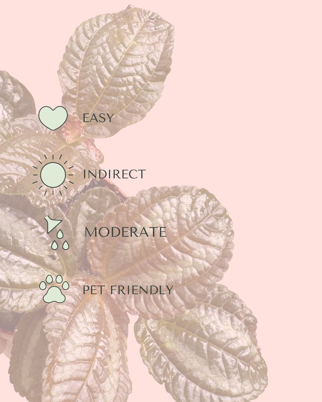 Pilea Spruceana Norfolk Plata Mini care