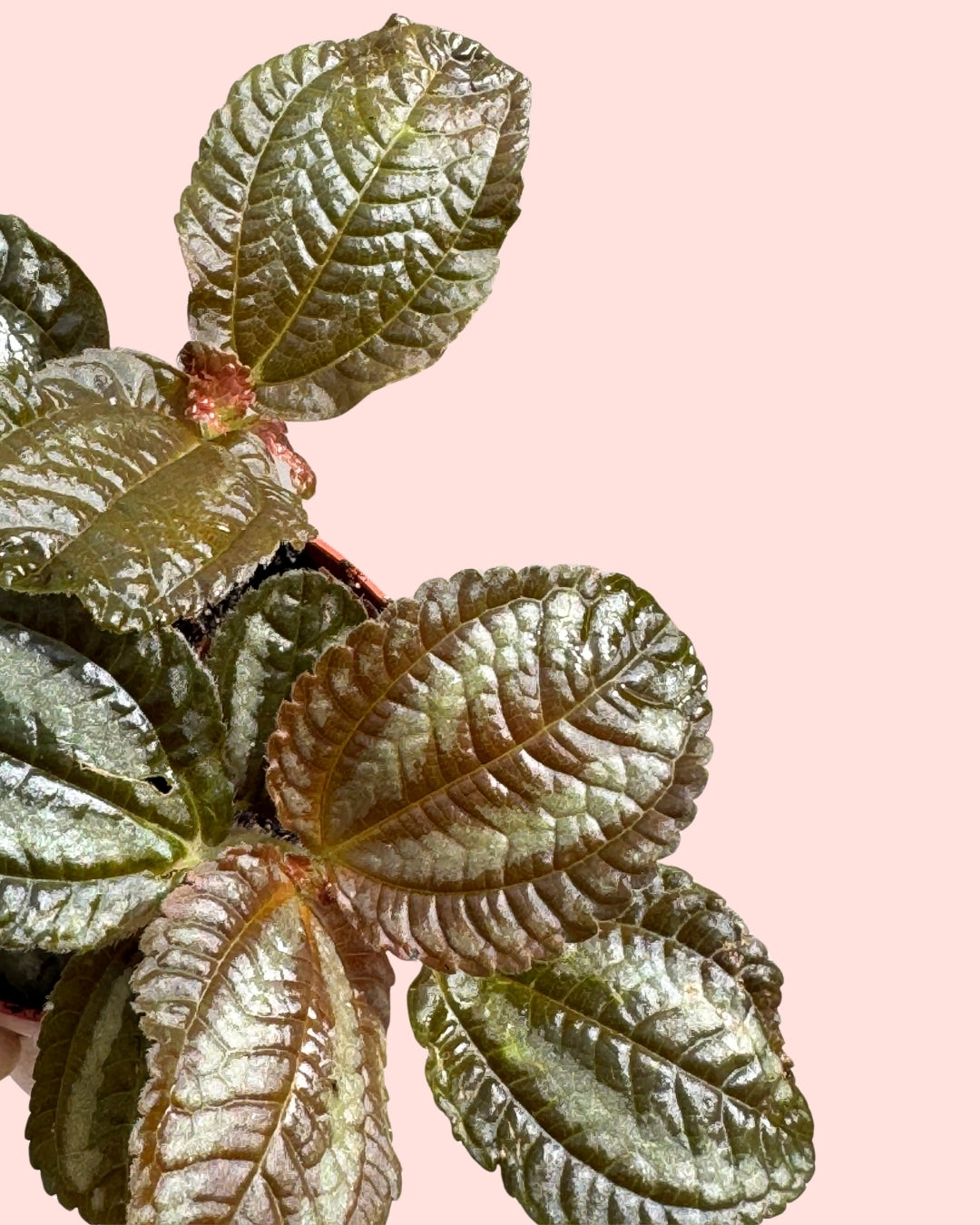Pilea Spruceana Norfolk Plata Mini detail