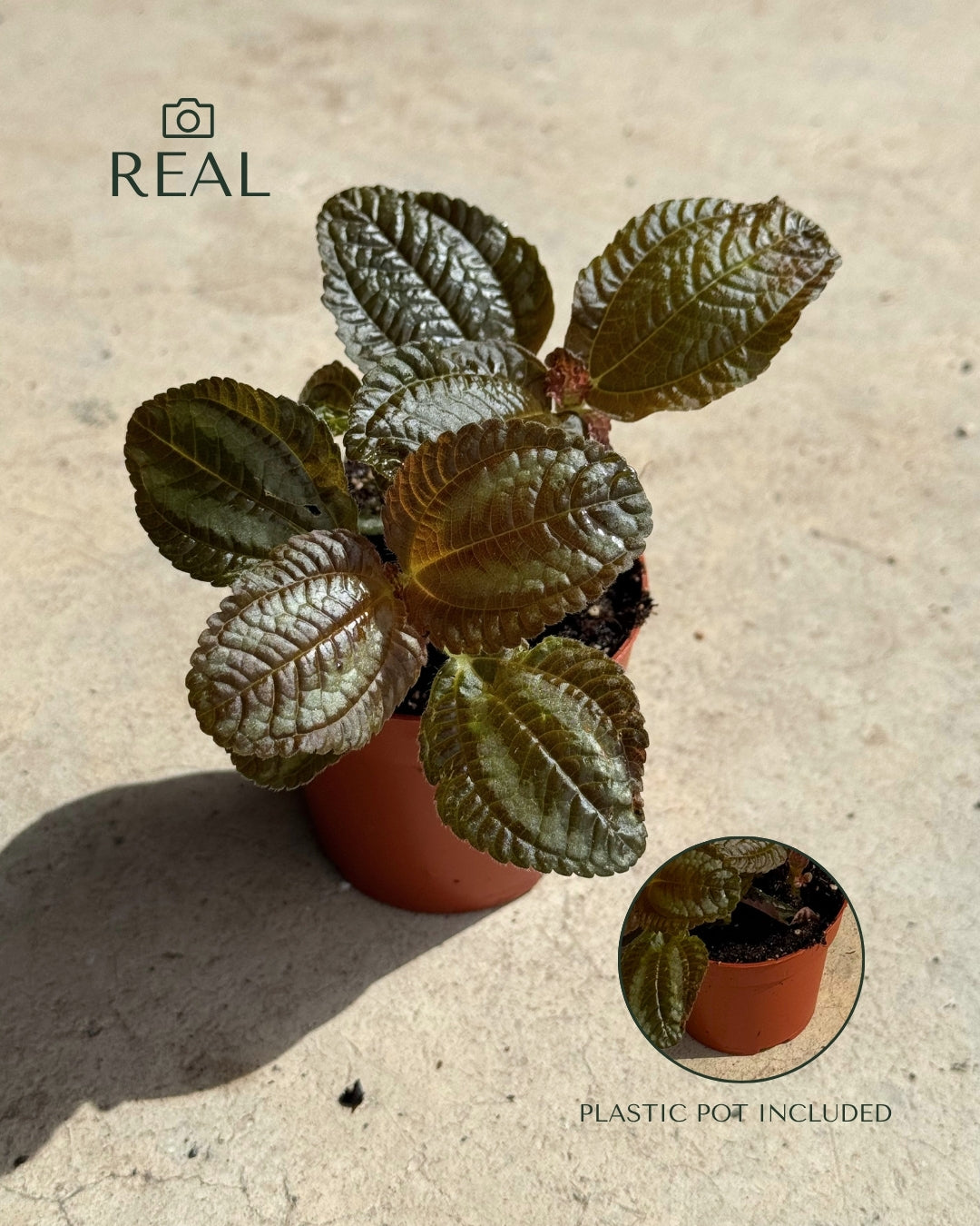 Pilea Spruceana Norfolk Plata Mini real