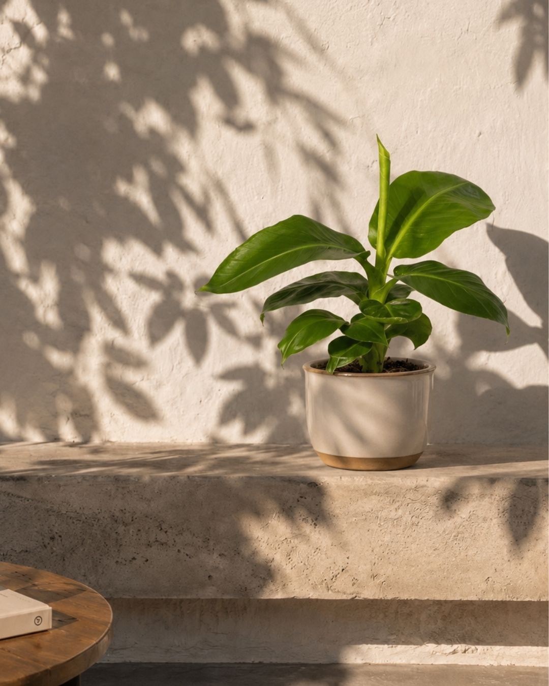 Platanera-Musa-Tropicana-M-context