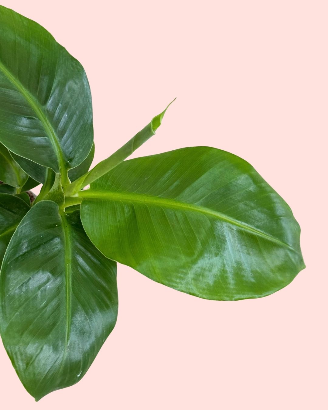 Platanera-Musa-Tropicana-M-detail