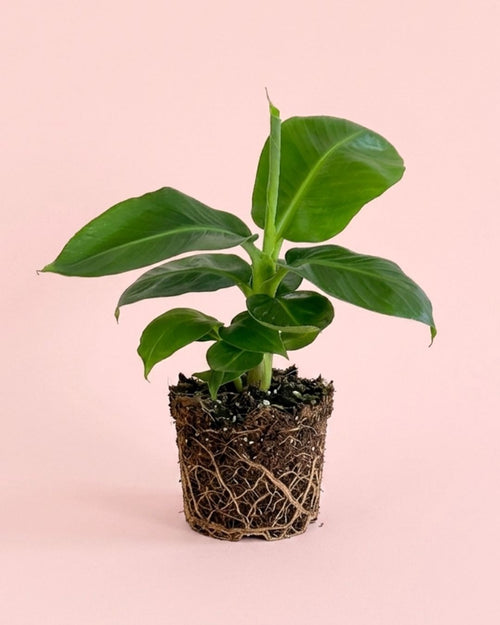 Platanera-Musa-Tropicana-M