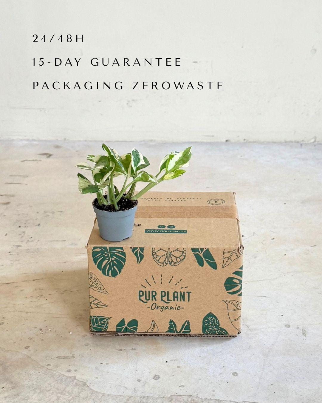 Potho Variegado N'Joy Mini packaging