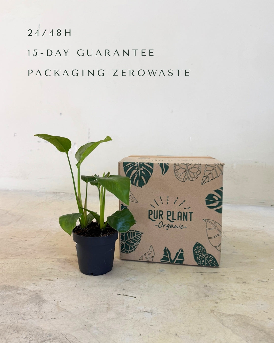 Platanera musa M packaging