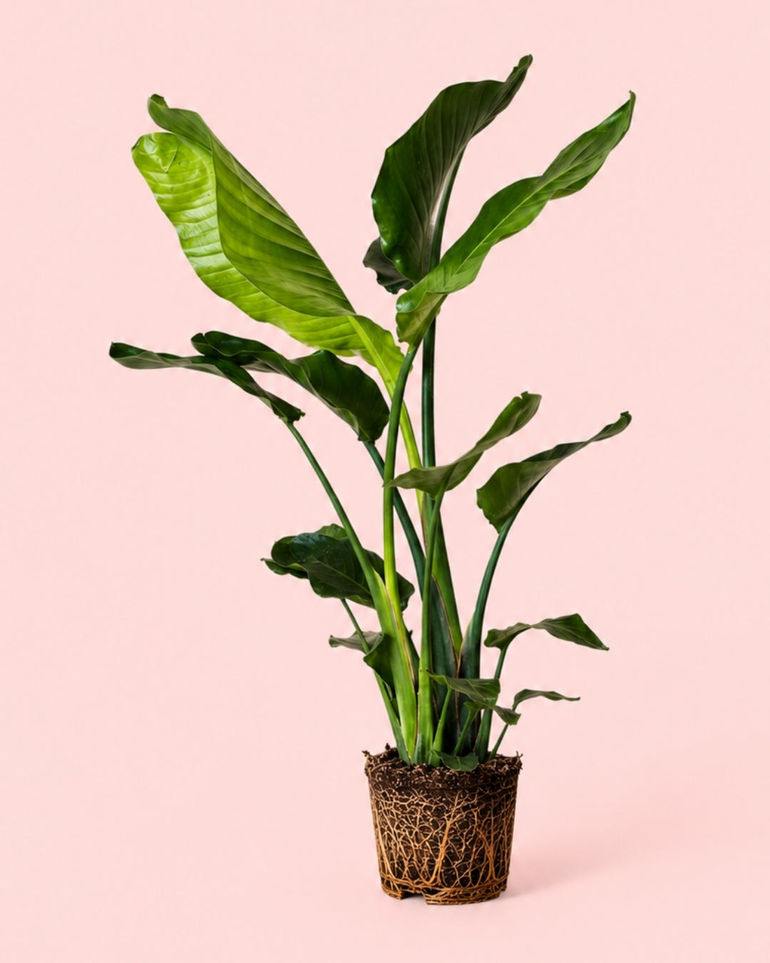 Strelitzia Nicolai XL
