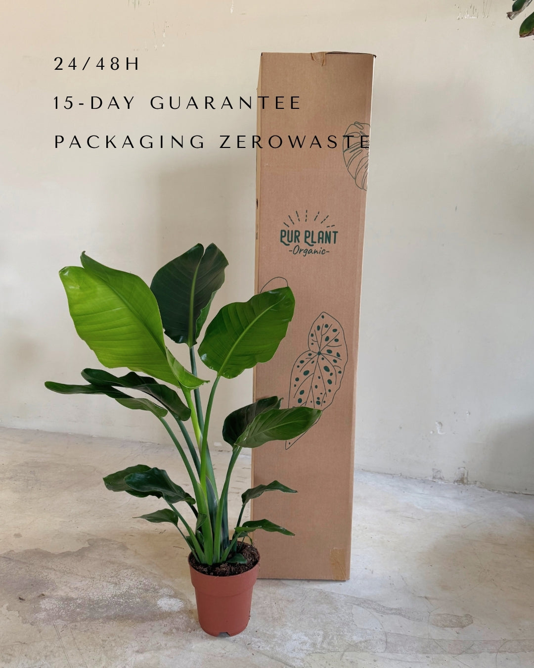 Strelitzia Nicolai XL packaging