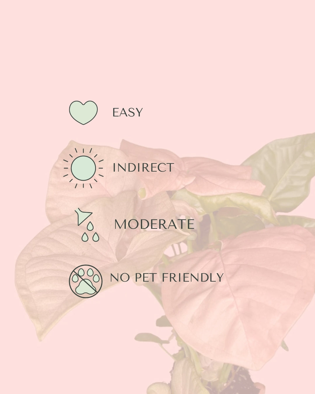 Syngonium_Neon_Pink_mini_care