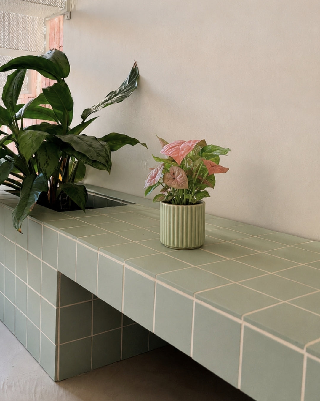 Syngonium Neon Pink mini context