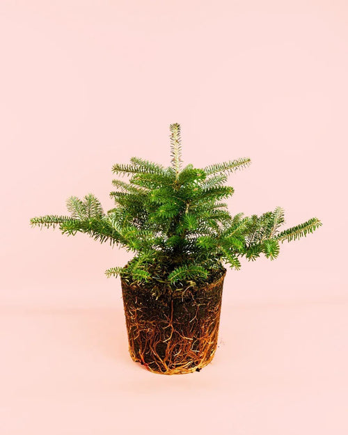 Abies Koreana M - Pur Plant