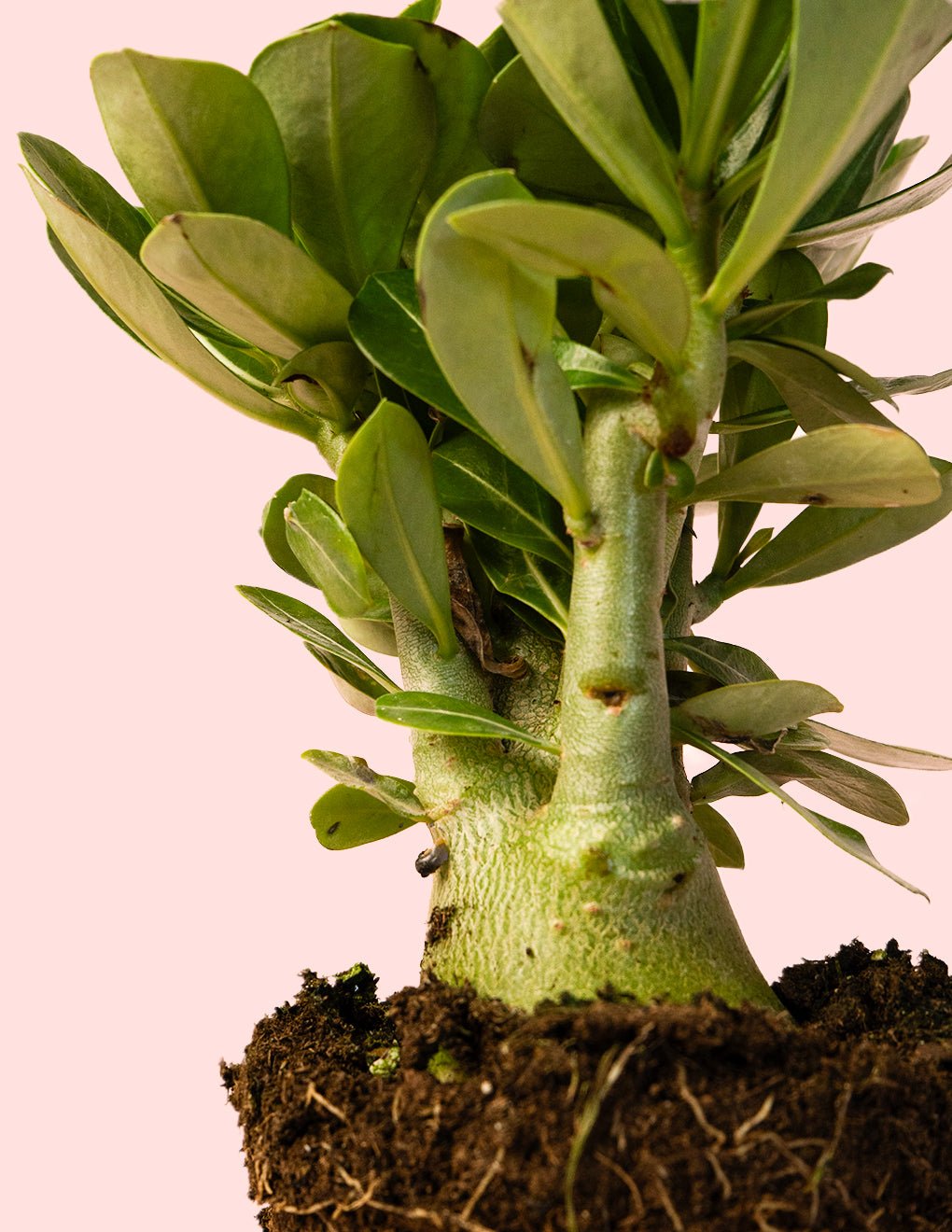 Adenium Obesum M - Pur Plant