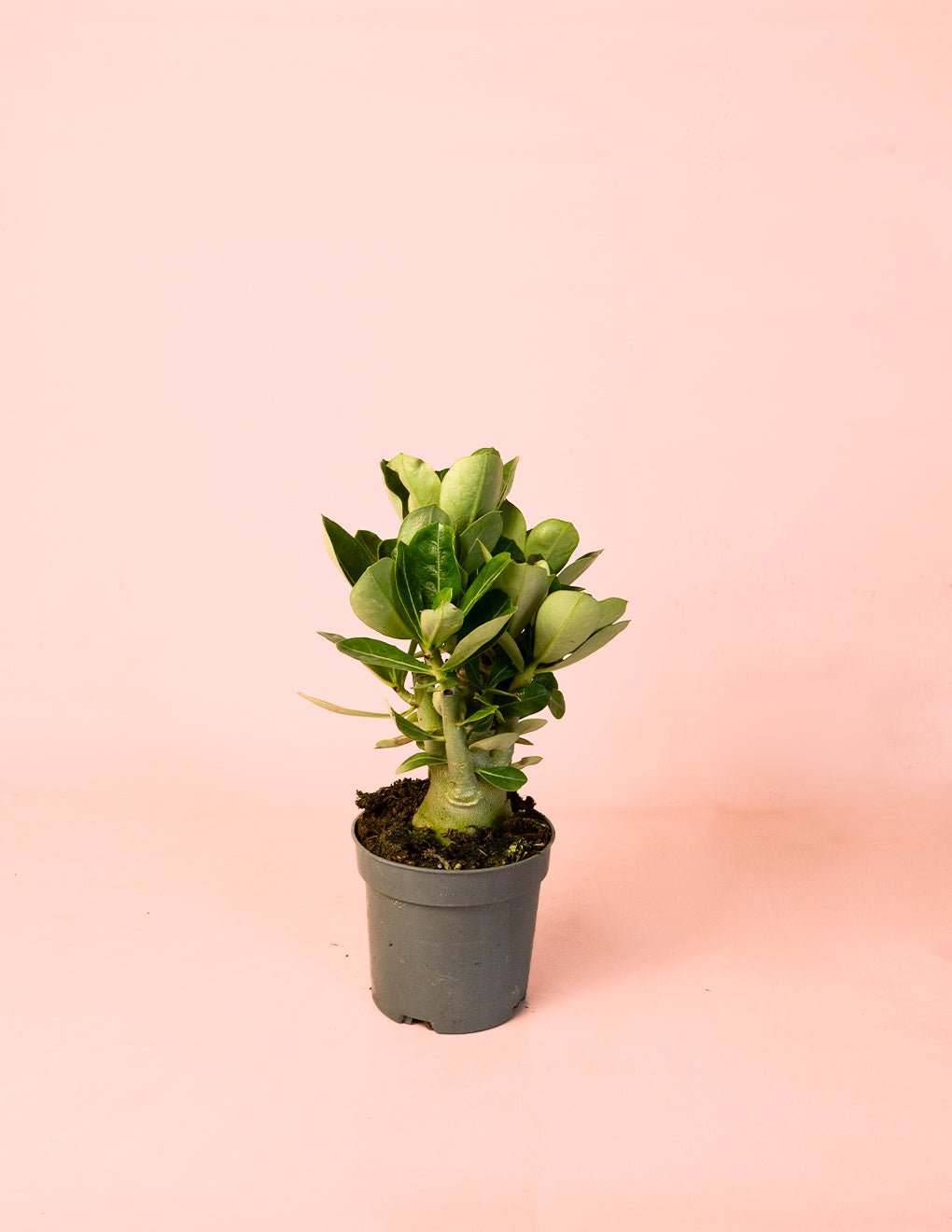 Adenium Obesum M - Pur Plant
