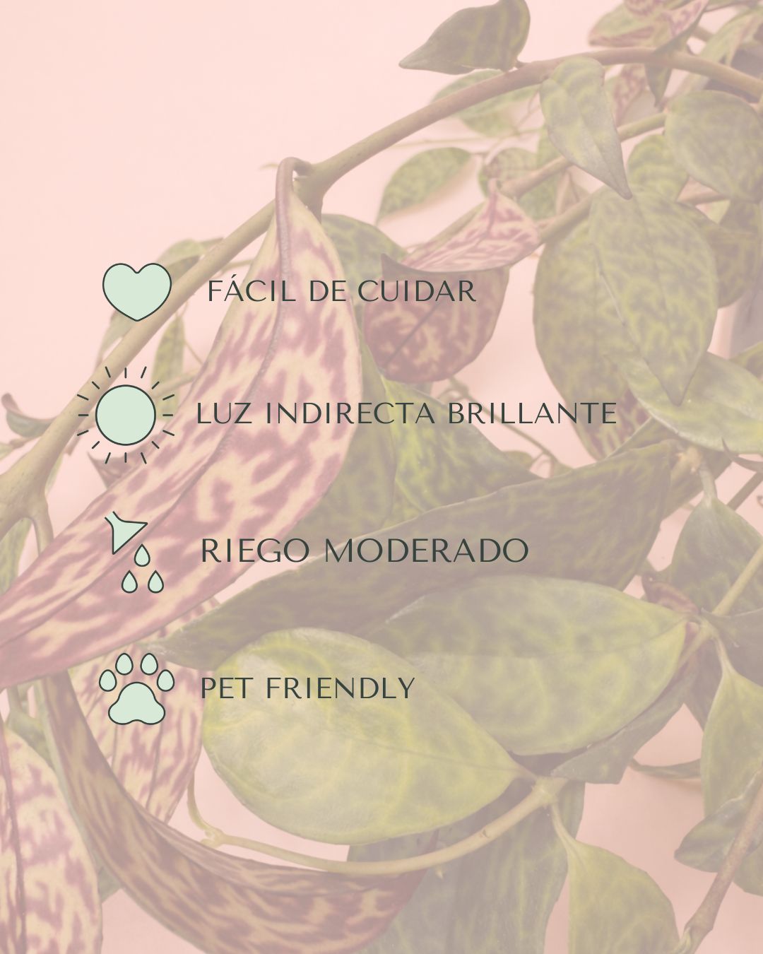 Aeschinantus Marmoratus – Planta Marmolada M - Pur Plant