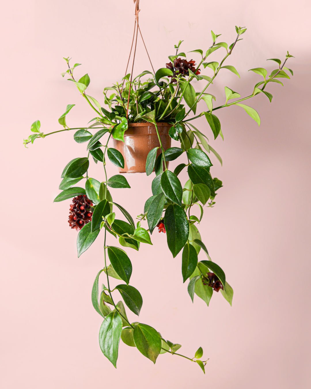 Aeschinantus Mona Lisa – Planta Pintalabios M - Pur Plant