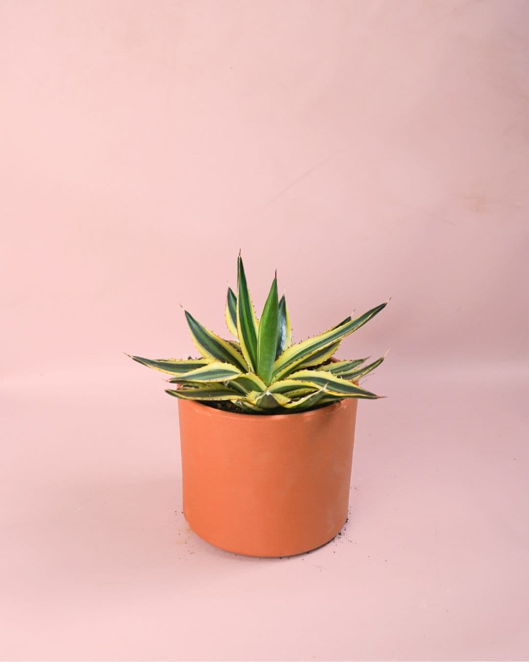 Agave Quadricolor M - Pur Plant