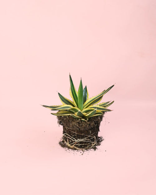 Agave Quadricolor M - Pur Plant