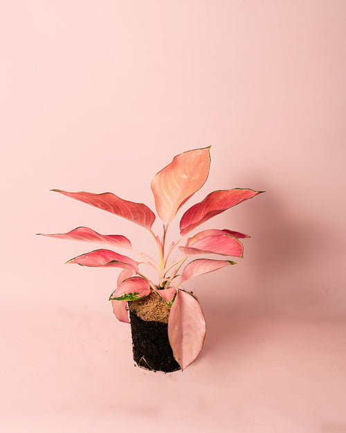 Aglaonema Flamingo M - Pur Plant