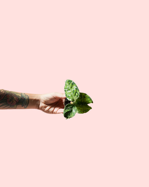 Aglaonema Pictum Tricolor Mini - Pur Plant