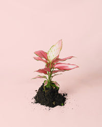 Aglaonema Rosa M
