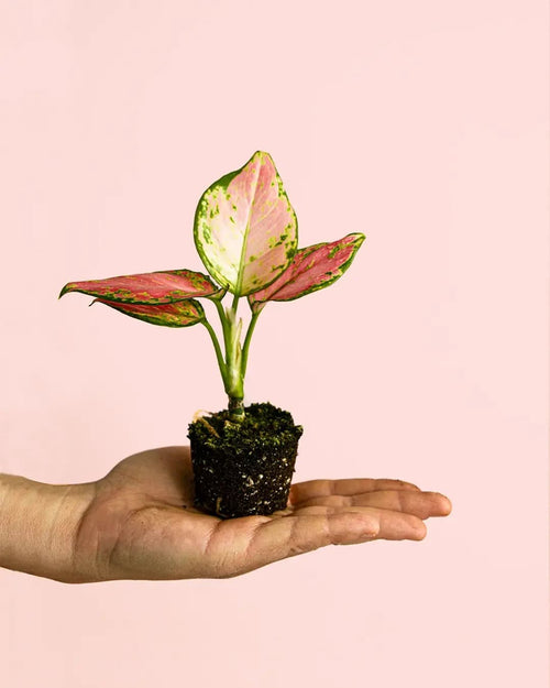 Aglaonema Pink Mini - Pur Plant