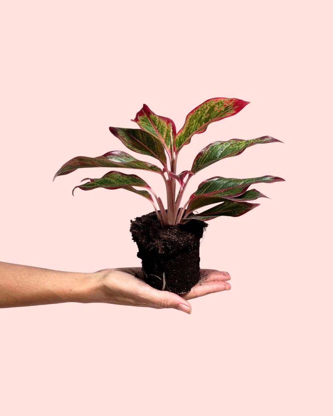Aglaonema Red Fire M - Pur Plant