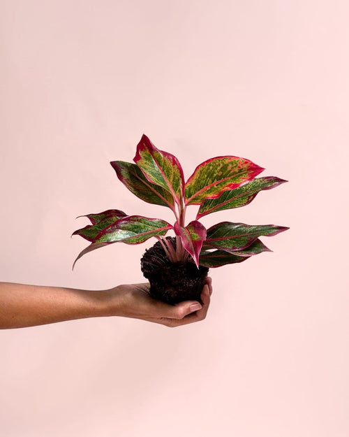 Aglaonema Red Fire M - Pur Plant
