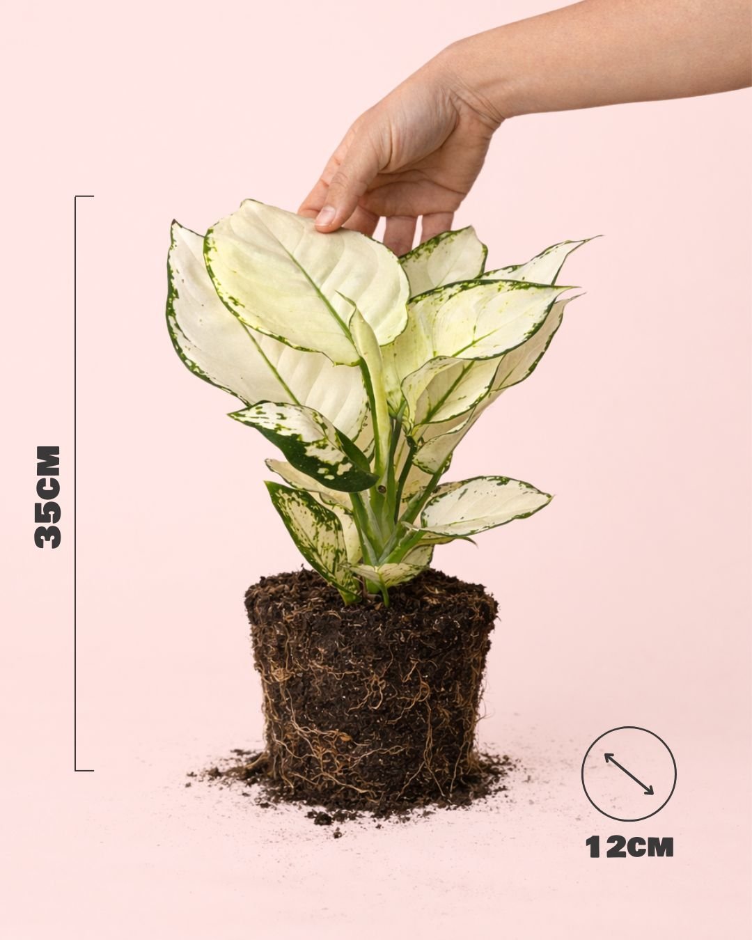 Aglaonema White Joy M - Pur Plant