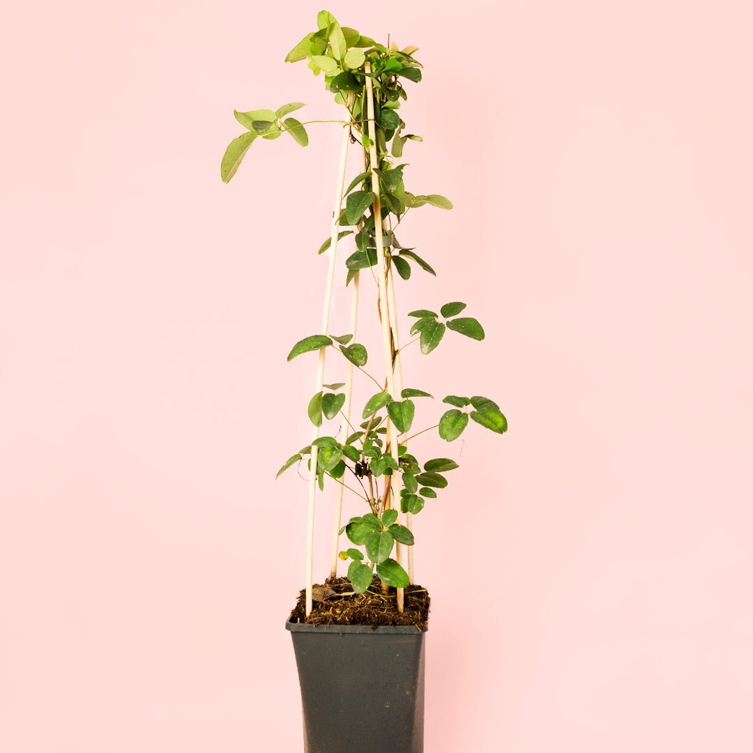 Akebia Quinata M - Pur Plant