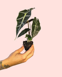 Alocasia Amazónica Mini