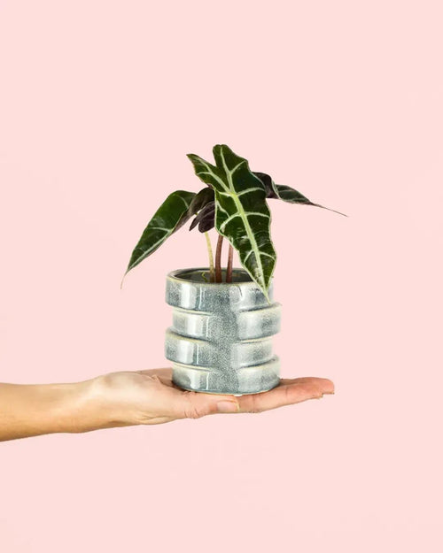 Alocasia Amazónica Mini + Maceta Cerámica - Pur Plant