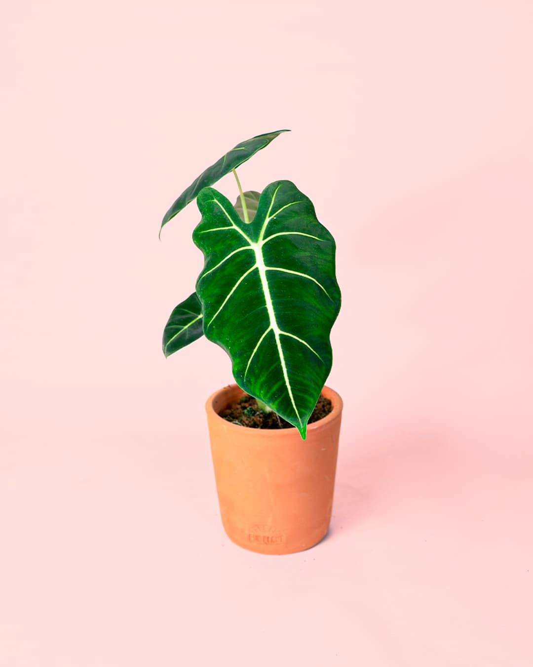 Alocasia Frydek M - Pur Plant