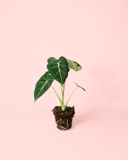 Alocasia Frydek M - Pur Plant