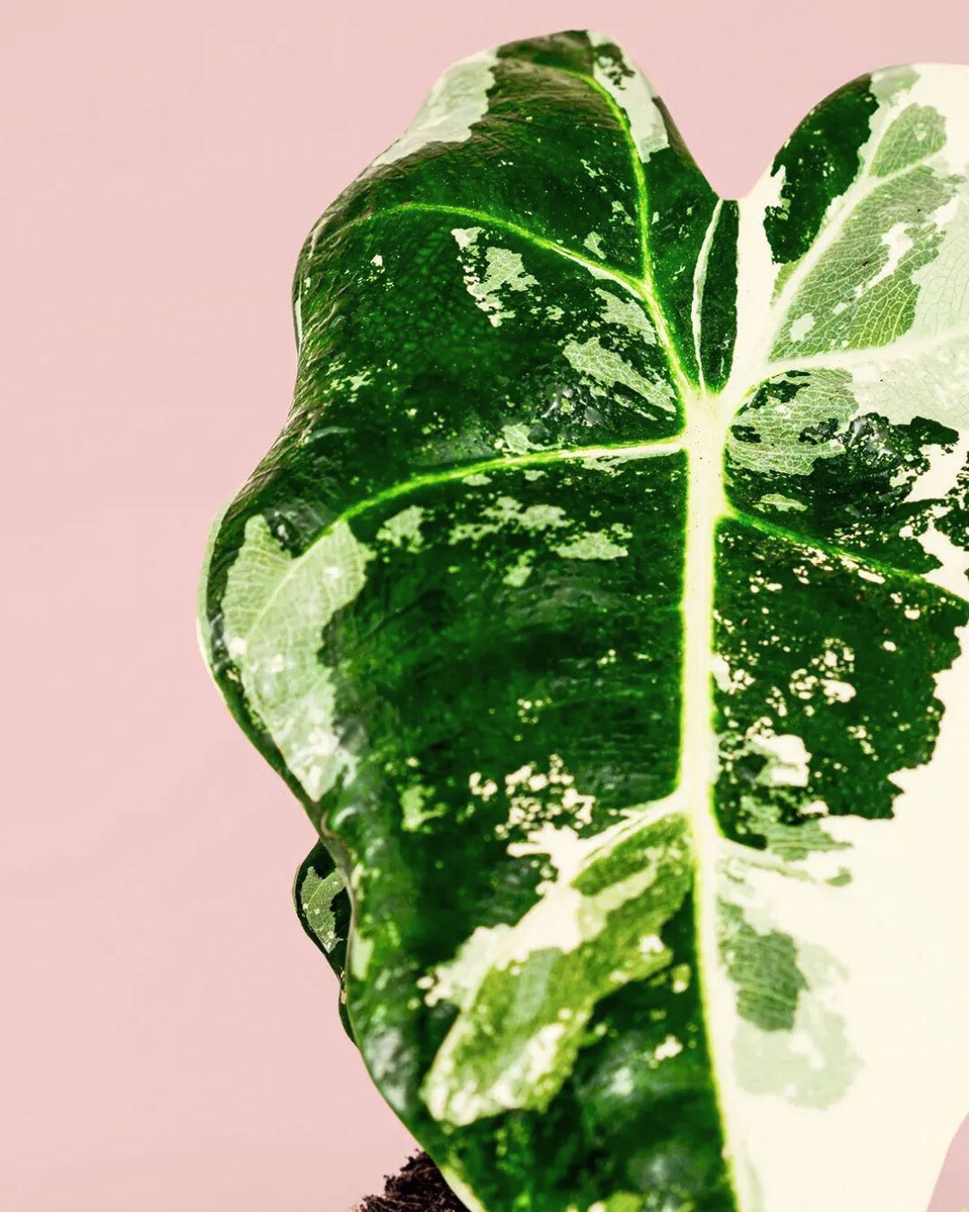Alocasia Frydek Variegada M - Pur Plant