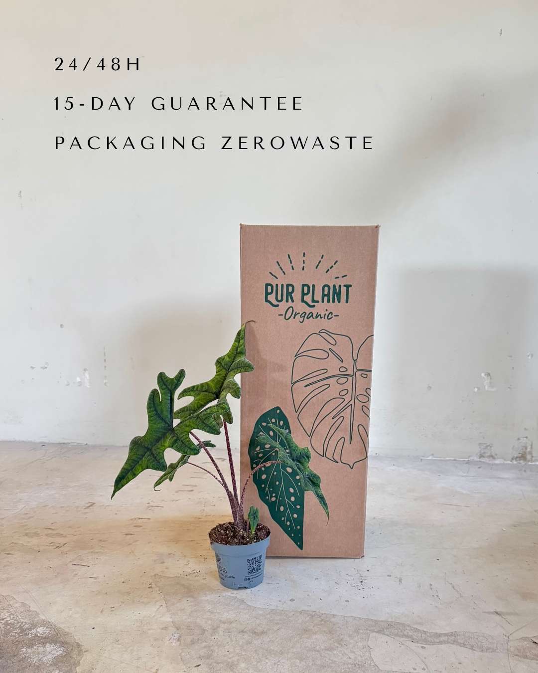 Alocasia Jacklyn M - Pur Plant