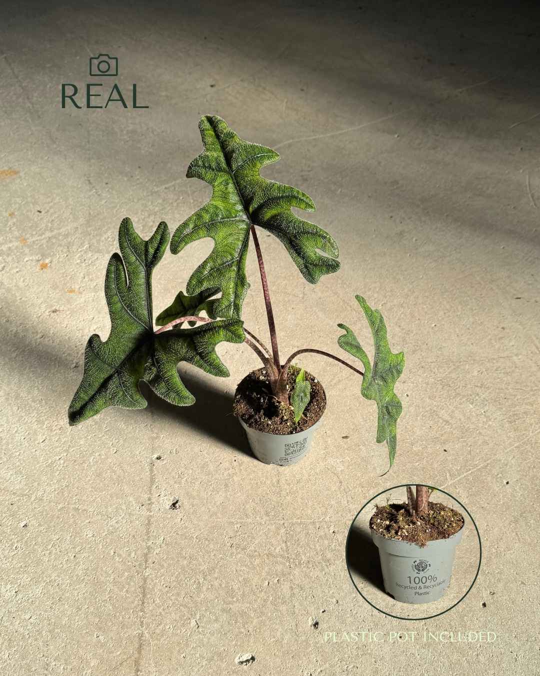 Alocasia Jacklyn M - Pur Plant