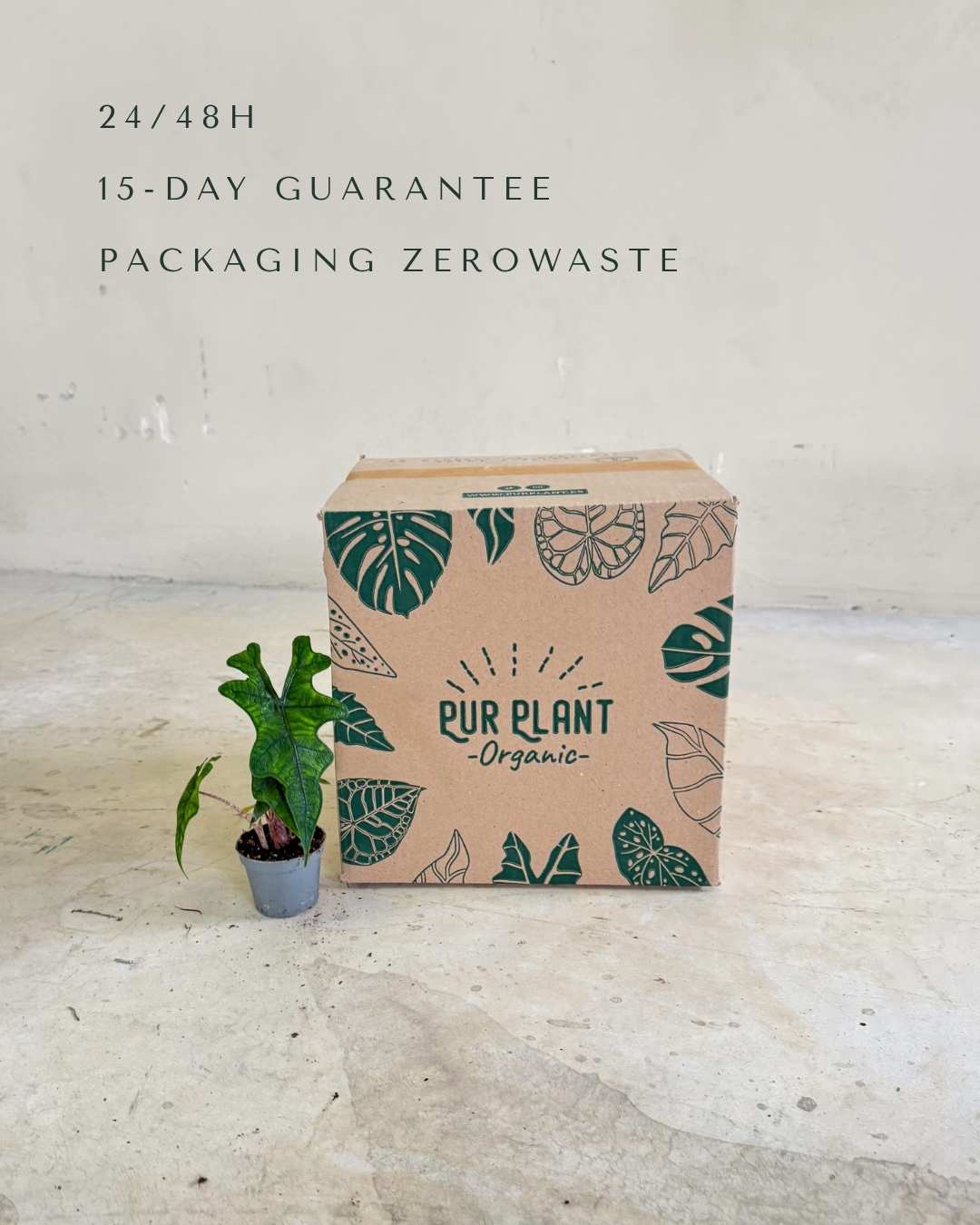 Alocasia Jacklyn Mini - Pur Plant