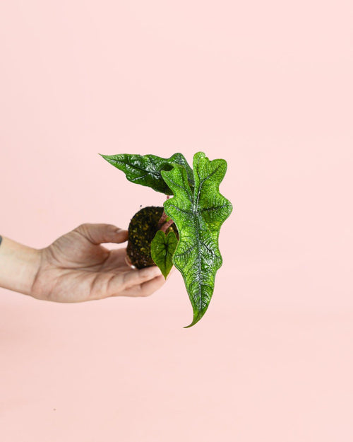 Alocasia Jacklyn Mini - Pur Plant