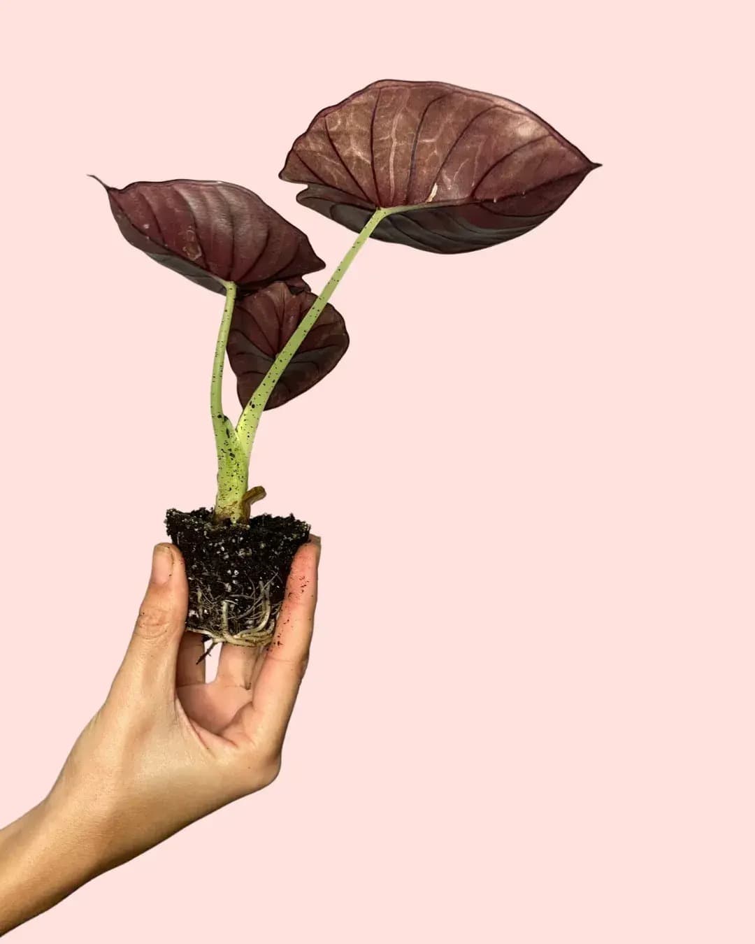 Alocasia Nebula Mini - Pur Plant