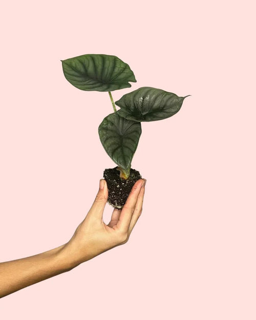 Alocasia Nebula Mini - Pur Plant