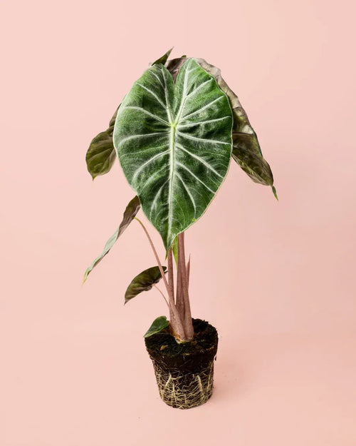 Alocasia Pink Dragon M - Pur Plant