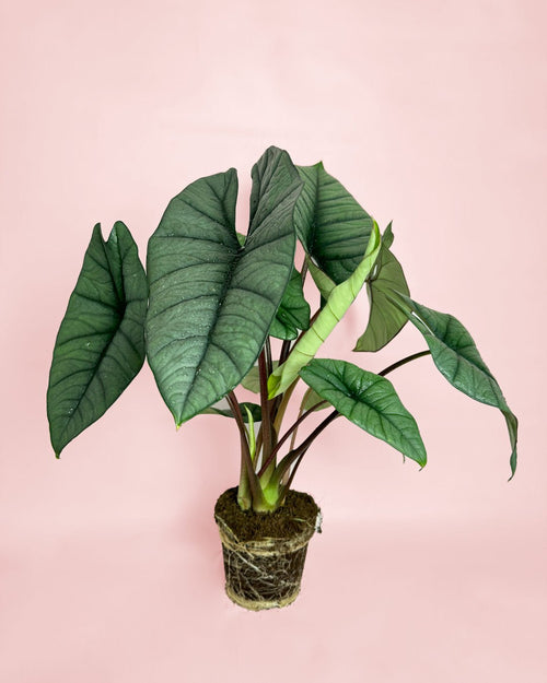 Alocasia Platinum M - Pur Plant