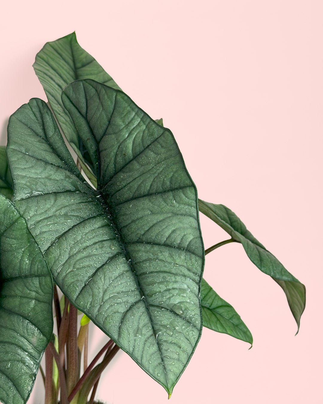 Alocasia Platinum M - Pur Plant