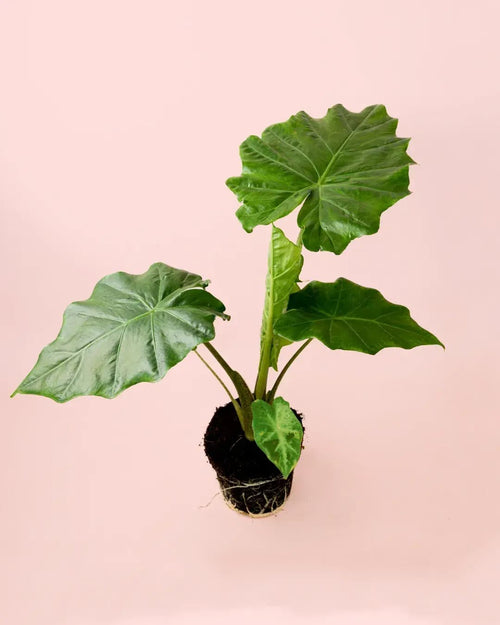 Alocasia Portodora L - Pur Plant