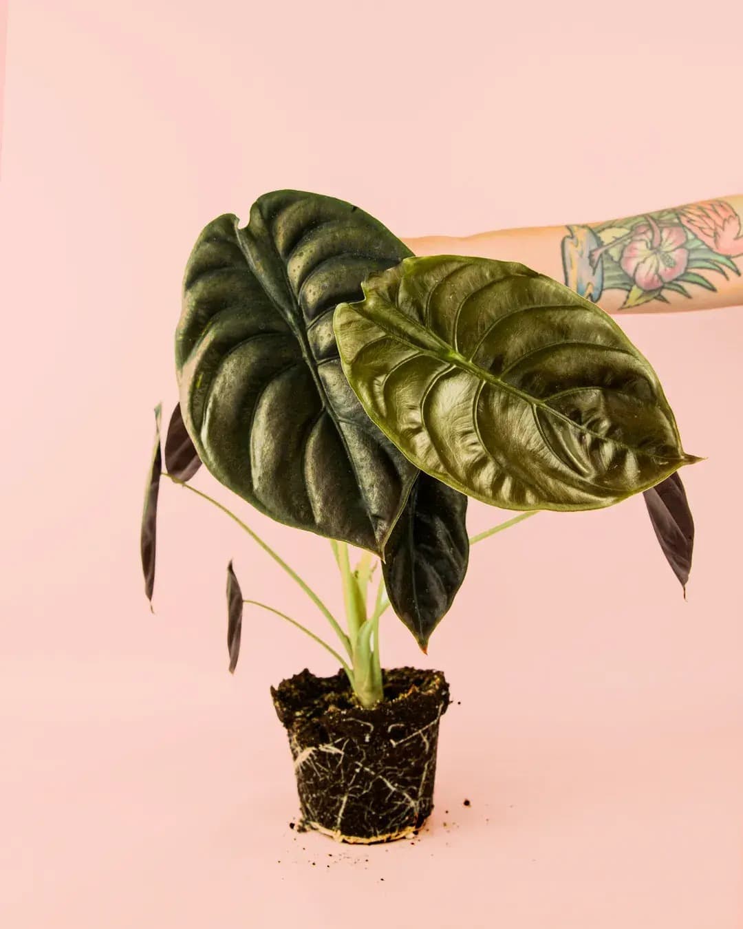 Alocasia Red Secret M - Pur Plant