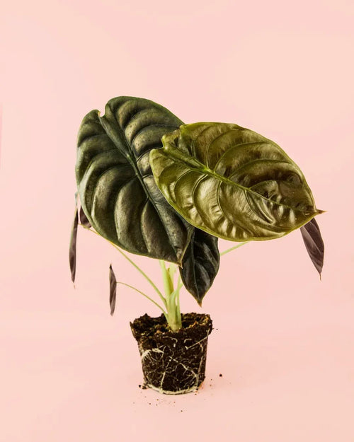 Alocasia Red Secret M - Pur Plant