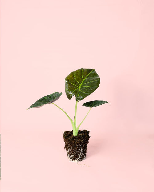 Alocasia Regal Shields M - Pur Plant