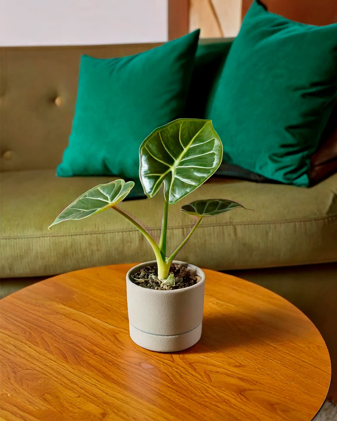 Alocasia Regal Shields M - Pur Plant