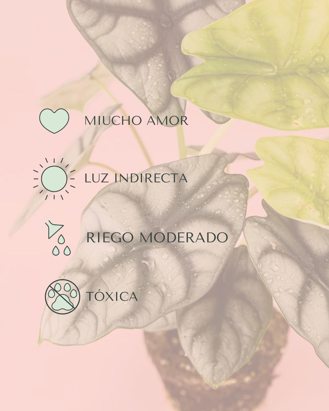 Alocasia Silver Dragon M - Pur Plant