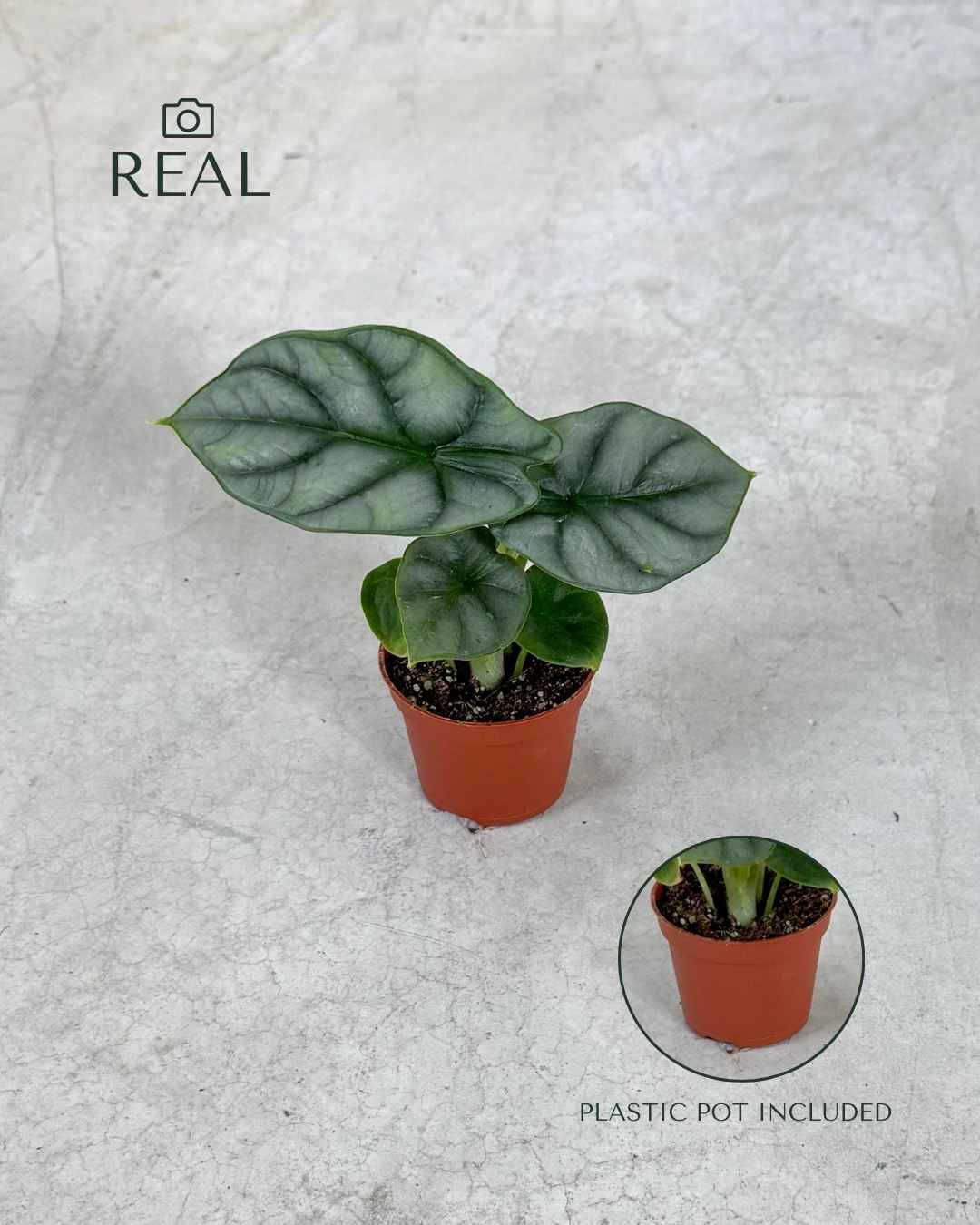 Alocasia Silver Dragon Mini - Pur Plant