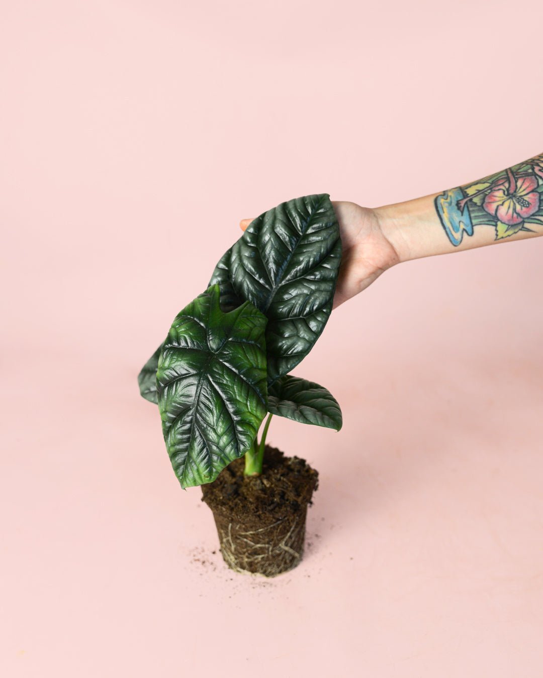 Alocasia Sinuata M - Pur Plant