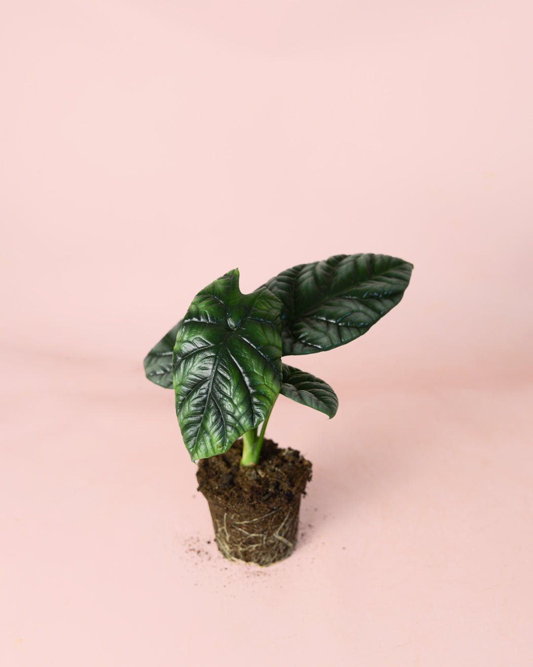 Alocasia Sinuata M - Pur Plant